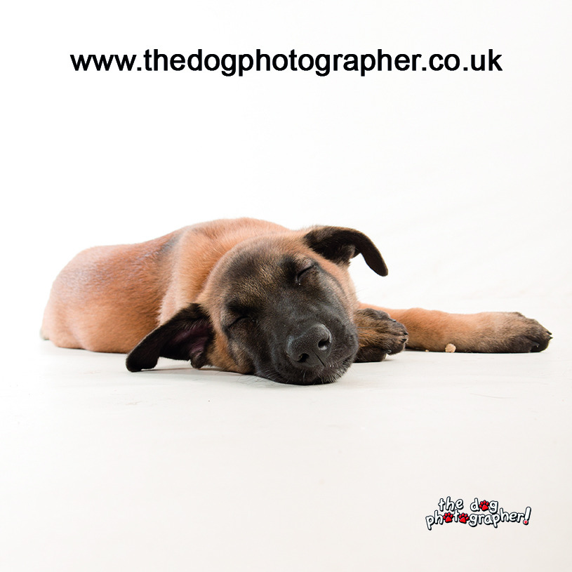 Prices The Dog Photographer